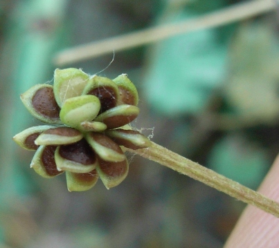 spiaggia montenero2 - Ranunculus cfr. sardous